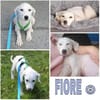 FIORE -Rundum tolles Hundemädchen-