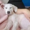 FIORE -Rundum tolles Hundemädchen-