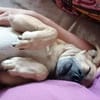 HANS im Glück!