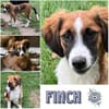 FINCH * Abenteurer sucht BegleiterIn
