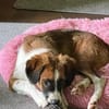 FINCH * Abenteurer sucht BegleiterIn