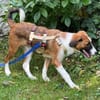 FINCH * Abenteurer sucht BegleiterIn