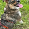 MIEKE *  offenes Hundemädchen