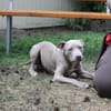 Gino, lieber Junghund