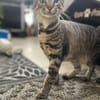 Rosi sucht ihre Dosenöffner