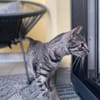 Rosi sucht ihre Dosenöffner