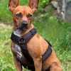 Yuki, offen, neugierig,  freundlich