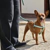 Yuki, offen, neugierig,  freundlich