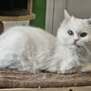 AZIZA - liebt es zu schmusen!