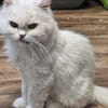 AZIZA - liebt es zu schmusen!