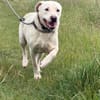 Tobi - ein Herz auf vier Pfoten