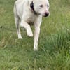 Tobi - ein Herz auf vier Pfoten