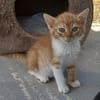 Fröhlicher Rotschopf sucht Familie!