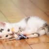 Otti sucht liebevolles Zuhause!