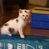 Otti sucht liebevolles Zuhause!