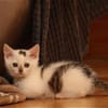 Otti sucht liebevolles Zuhause!