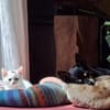Otti sucht liebevolles Zuhause!