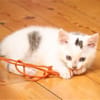 Otti sucht liebevolles Zuhause!