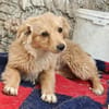 FULGA, ein Hundebaby sucht Liebe 💘