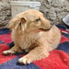 FULGA, ein Hundebaby sucht Liebe 💘