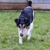💚 Zuhause gesucht: Idefix 💚