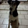 💚 Zuhause gesucht: Idefix 💚