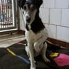 💚 Zuhause gesucht: Idefix 💚