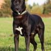 Balu - junger Kerl braucht Familie