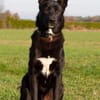 Balu - junger Kerl braucht Familie