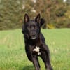 Balu - junger Kerl braucht Familie