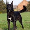 Balu - junger Kerl braucht Familie