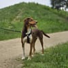 Zauberhafte Ruby sucht..