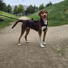 Zauberhafte Ruby sucht..