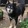 Sullivan - rüstiger liebenswerter Senior