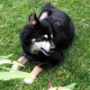 Sullivan - rüstiger liebenswerter Senior