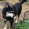 Sullivan - rüstiger liebenswerter Senior