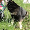 Sullivan - rüstiger liebenswerter Senior