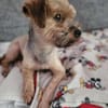 Süsser SHERLOCK sucht sein Zuhause