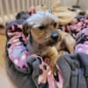 Süsser SHERLOCK sucht sein Zuhause