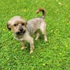 Süsser SHERLOCK sucht sein Zuhause