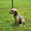 Süsser SHERLOCK sucht sein Zuhause