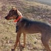 Rudi Jagdhund Mischling Rüde Junghund
