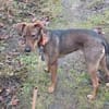 Rudi Jagdhund Mischling Rüde Junghund