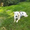 Xena - die kleine Labbi Mix Hündin