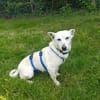 Xena - die kleine Labbi Mix Hündin