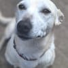Xena - die kleine Labbi Mix Hündin
