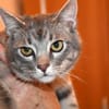 Verspielter Rubino sucht sein Zuhause