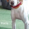 Blind Date gefällig? Karla wartet