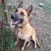 Lucy - aktive sensible Hündin