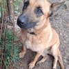 Lucy - aktive sensible Hündin